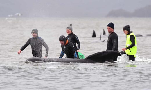 380 whales dead in worst mass stranding in Australia's history