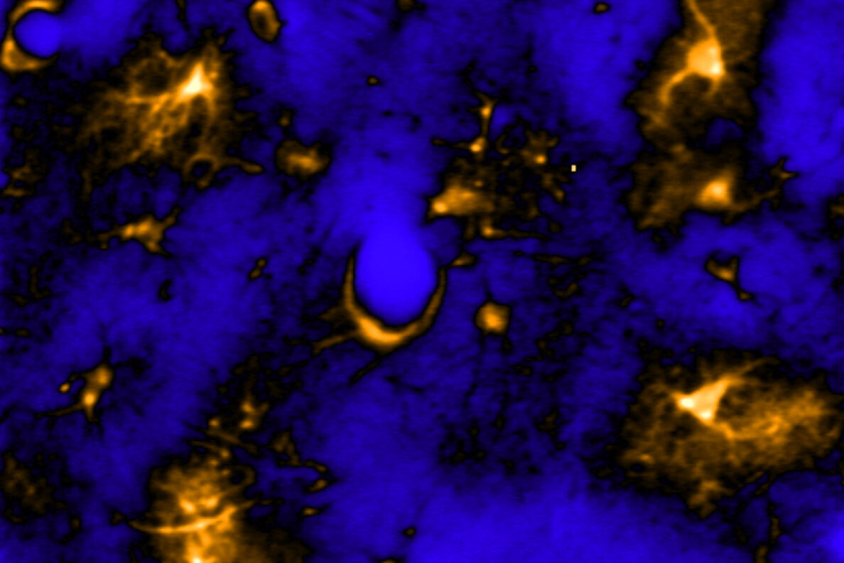 Astrocytes in Brain