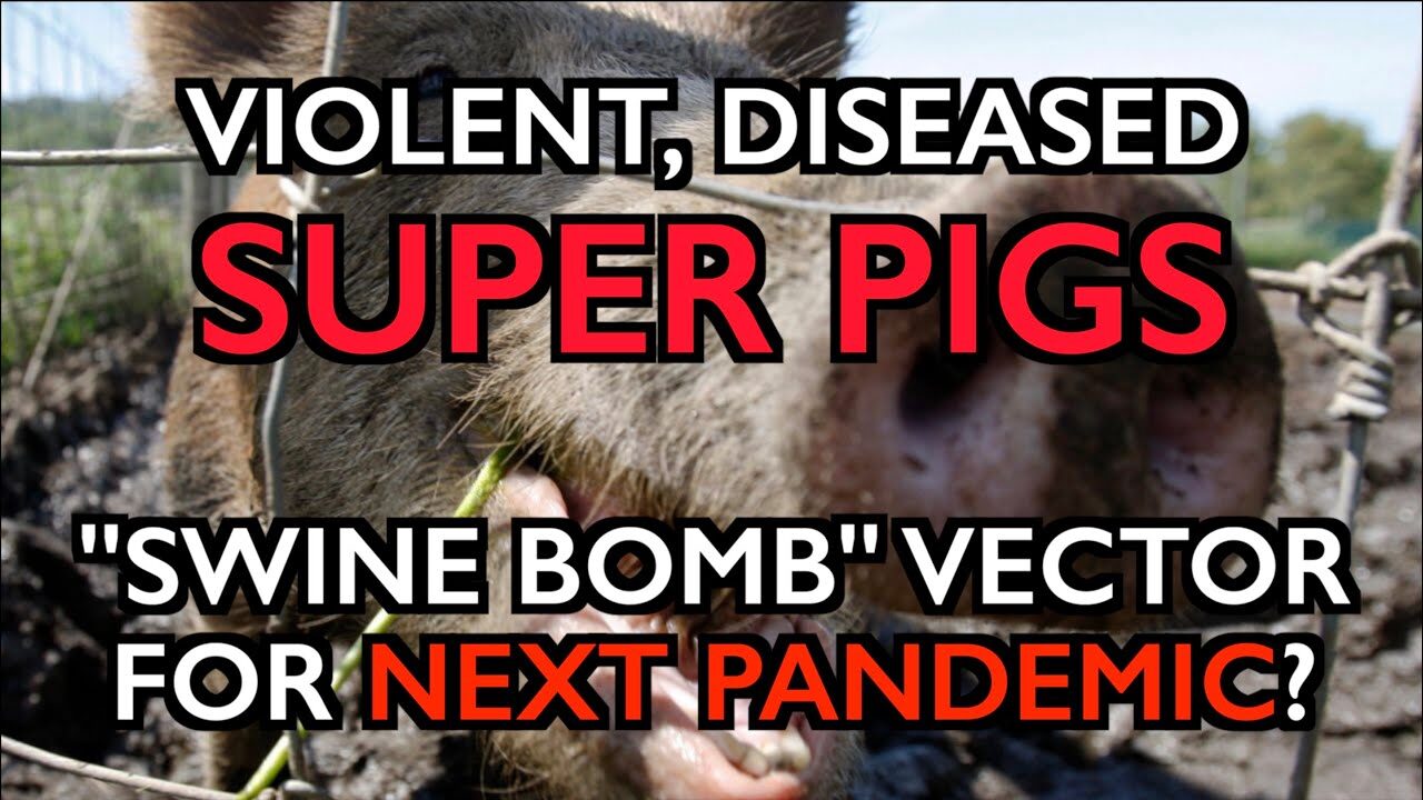 super pigs