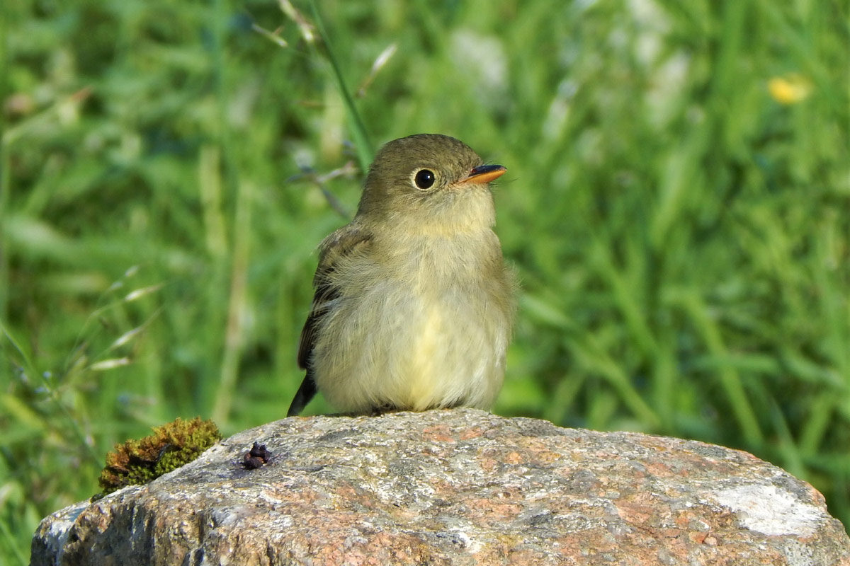 Rich olive-green above, with a complete bold eye-ring, an orange lower mandible,