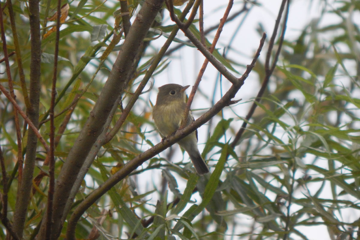 Click to enlarge John couldn't quite believe what he was seeing when he looked out his lounge window on the morning of 15 September, finding himself face to face with an Empidonax flycatcher