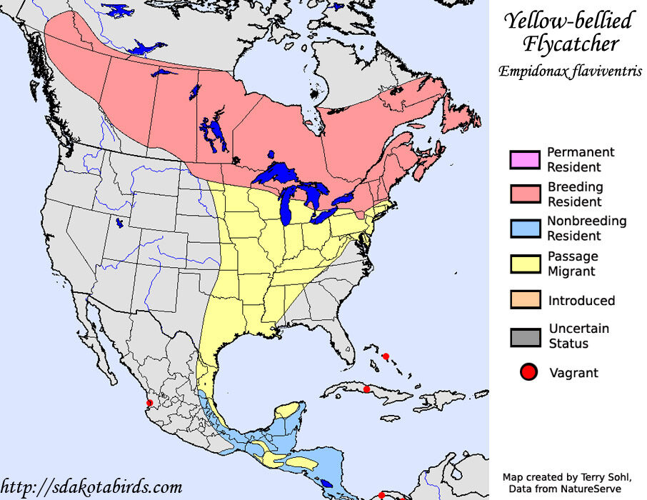 Click to enlarge Yellow-bellied Flycatcher - Species Range
