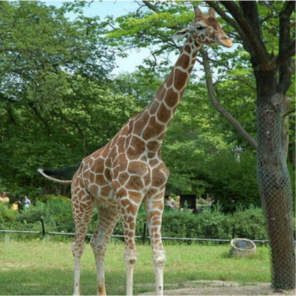 Click to enlarge Giraffe