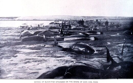 Mass stranding of pilot whales on the shore of Cape Cod in 1902 (solar minimum of cycle 13).
