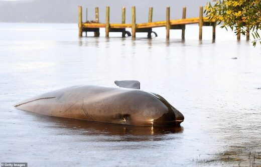 A dead pilot whale is seen at Macquarie Harbour on Thursday in Strahan, western Tasmania
