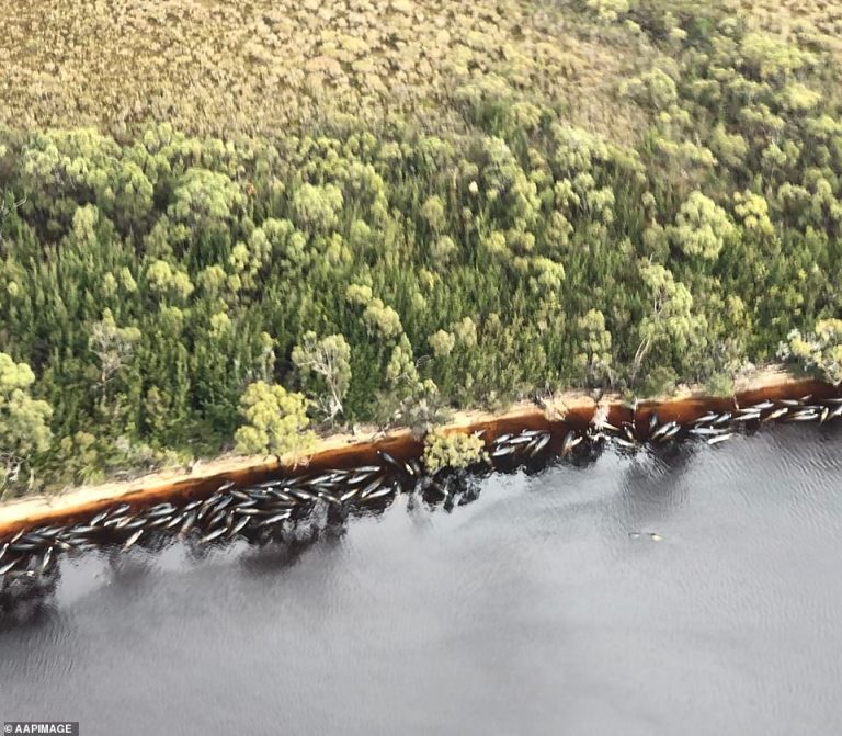 An estimated 380 are confirmed dead after the large group came aground near the coast.