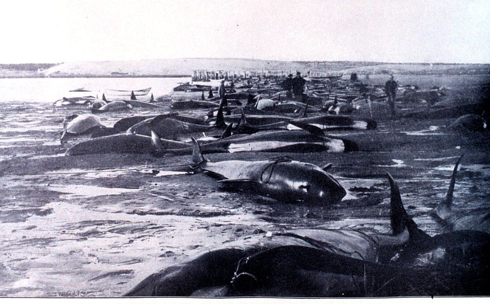 Cape cod pilot whales