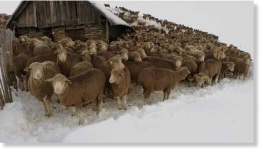 6.000 sheep and ewes, about a hundred cows, divided into five flocks are trapped in the snow