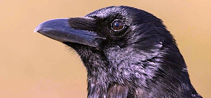 Click to enlarge crow