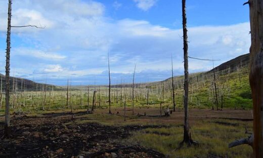 Norilsk forest