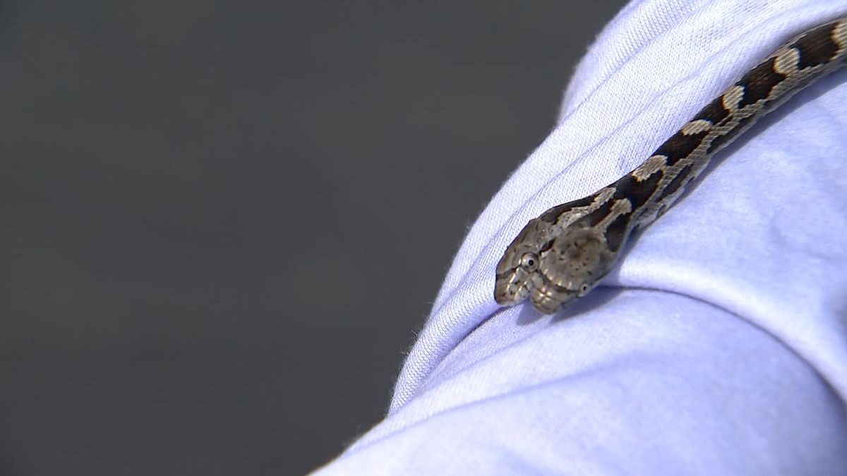 An Alexander County woman was surprised this weekend after finding a baby, two-headed snake inside of her home.
