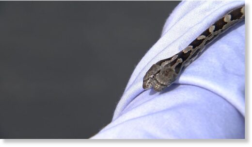 An Alexander County woman was surprised this weekend after finding a baby, two-headed snake inside of her home.