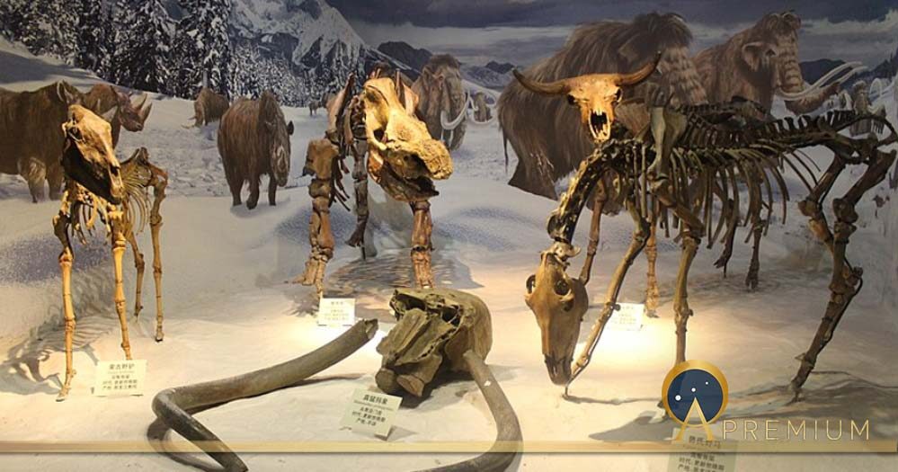 Click to enlarge Ice Age Skeletons