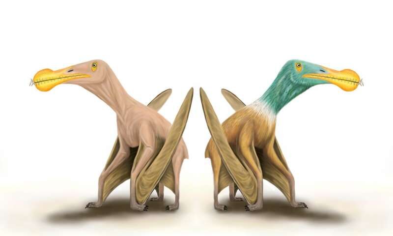Click to enlarge pterosaurs