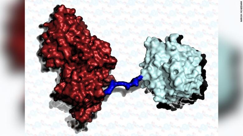 two enzymes