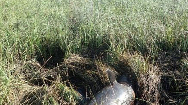dead dolphin