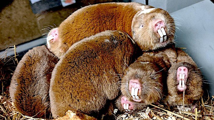 mole-rats