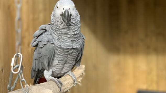 Click to enlarge african grey parrot elsie