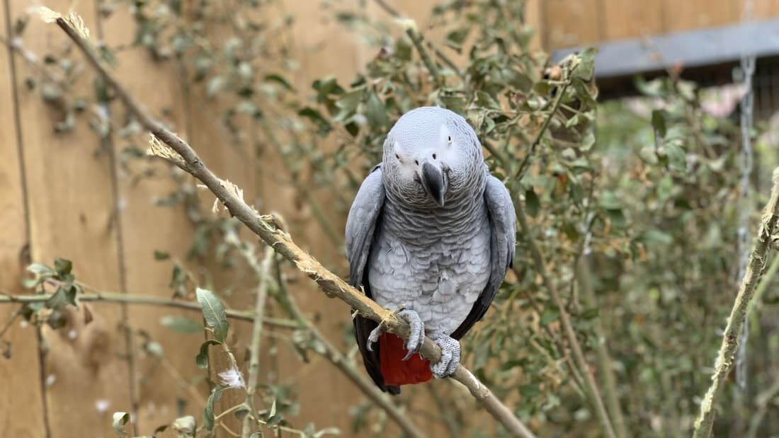 african grey parrot jade