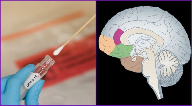 Click to enlarge Nasal swab and the brain