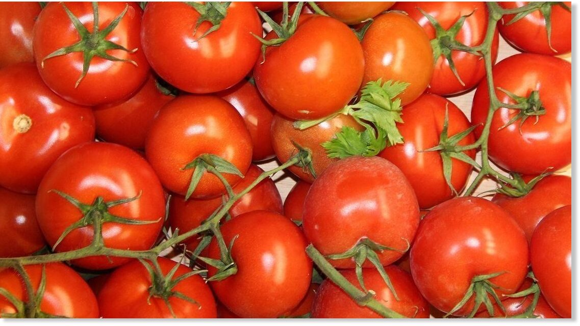 Tomato production fell 20% due to the intense heat in July in ...