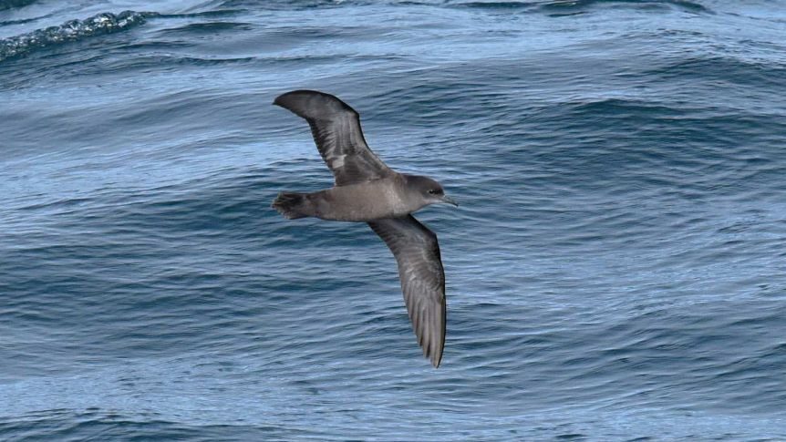 The short-tailed shearwater is a prodigious but extremely punctual traveller — but that's not been the case for the past few years.