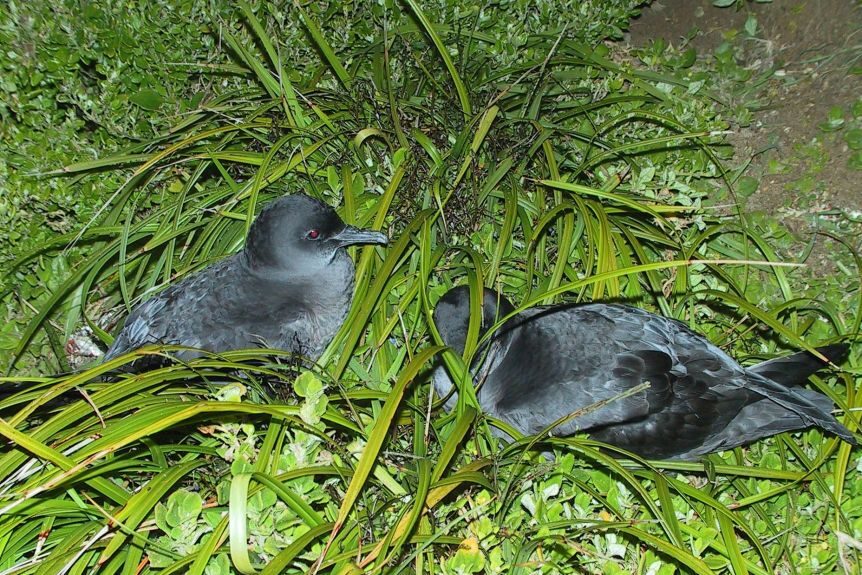 Short-tailed shearwaters on sand dunes at Phillip Island.