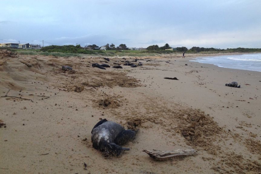 A number of dead birds were found on Fisherman's Beach at Torquay in November 2013.