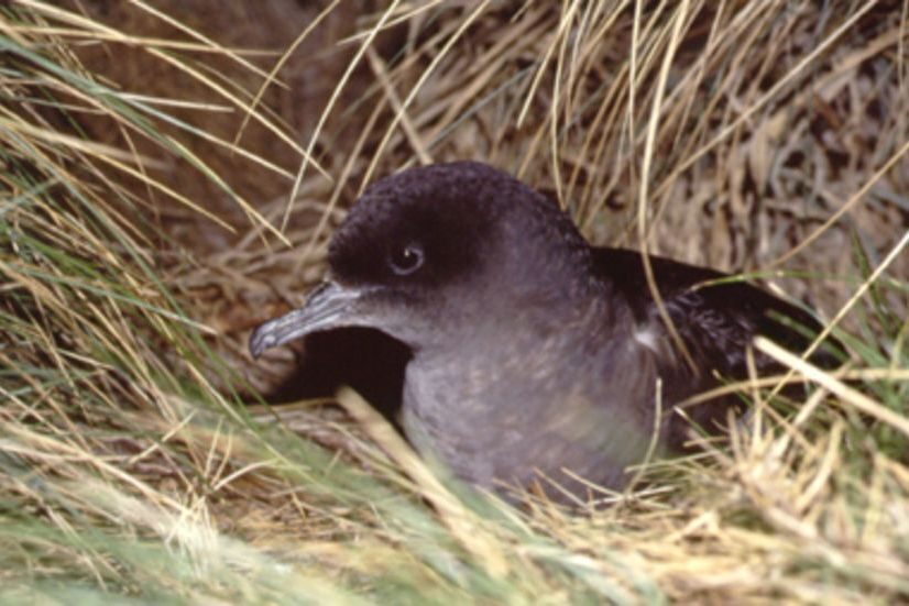 Experts say the short-tailed shearwater's numbers do not make it impervious to extinction.