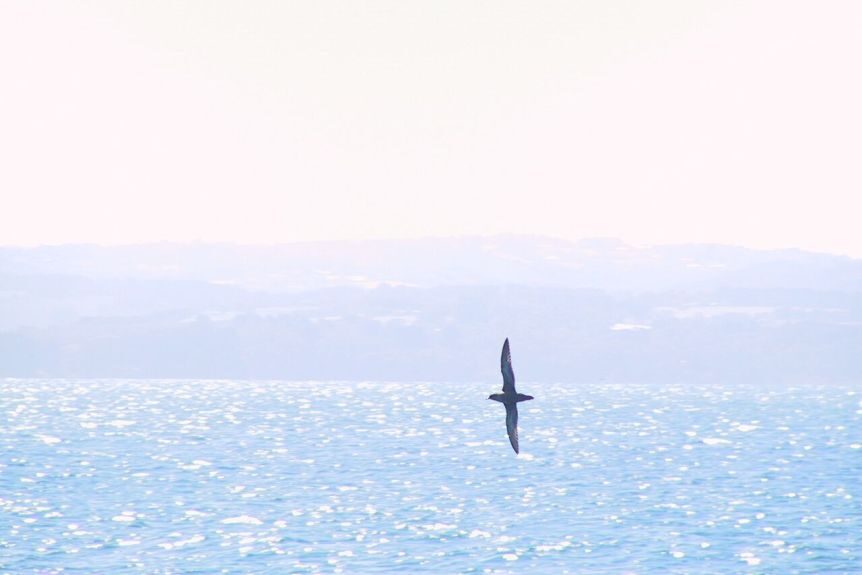 A short-tailed shearwater spends time at Phillip Island before embarking on a 16,000km migration to the northern hemisphere.