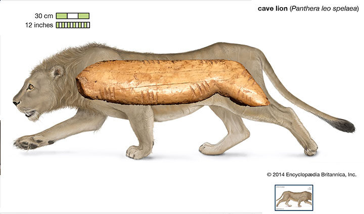 Click to enlarge denisova cave finds