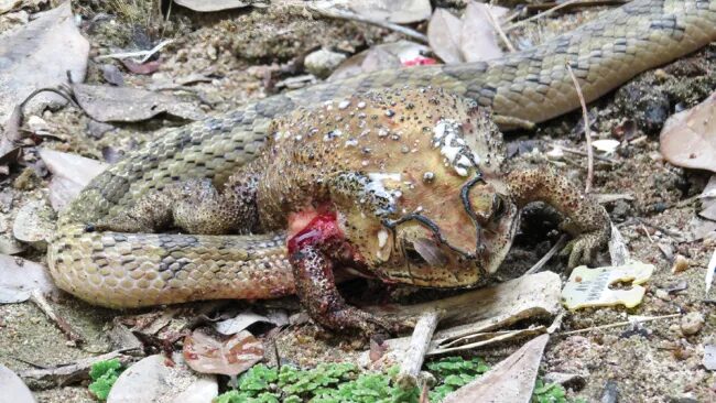 snake toad