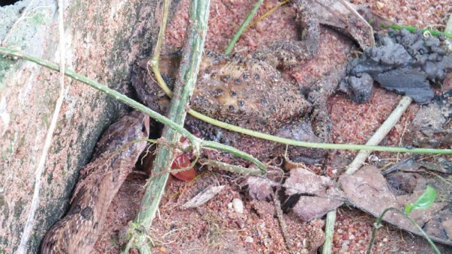 snake toad
