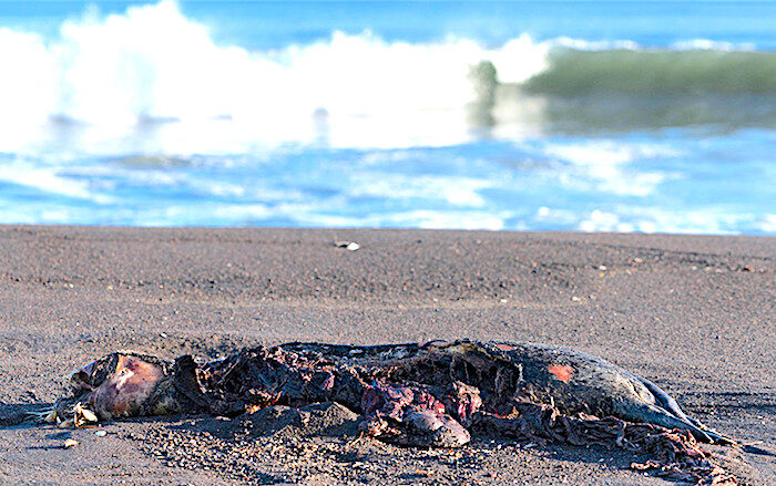 Click to enlarge dead sea lion(?)