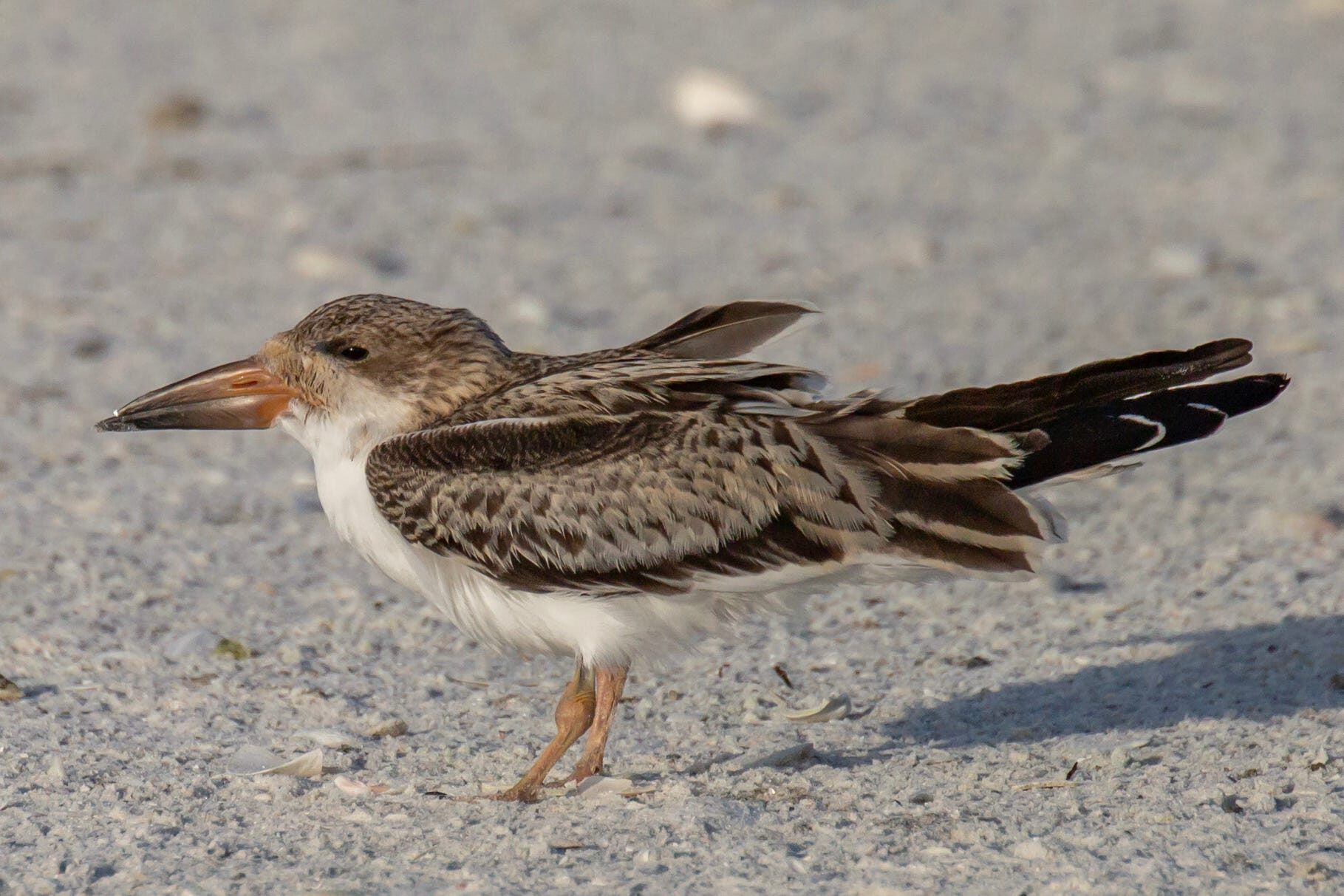 A young black skimmer with a swollen leg joint
