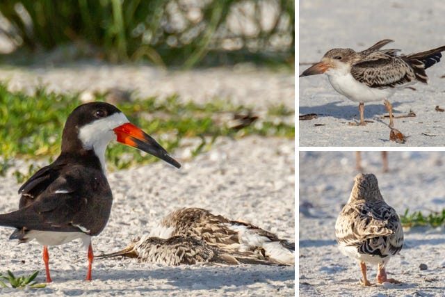 Click to enlarge Marco Island black skimmers display symptoms of unknown illness