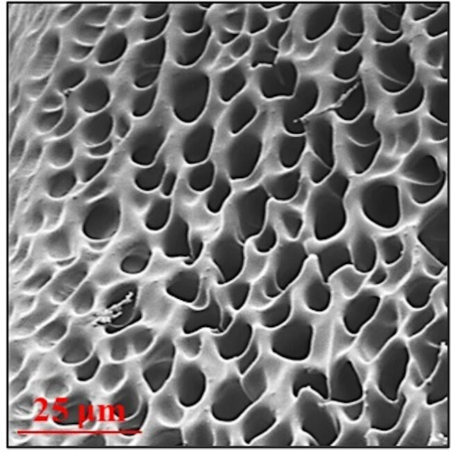 Conductive polymer hydrogel
