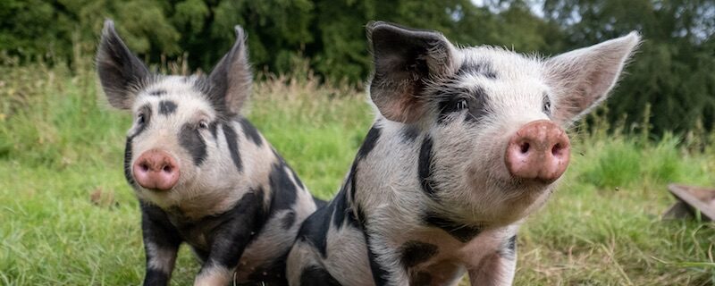 pigs
