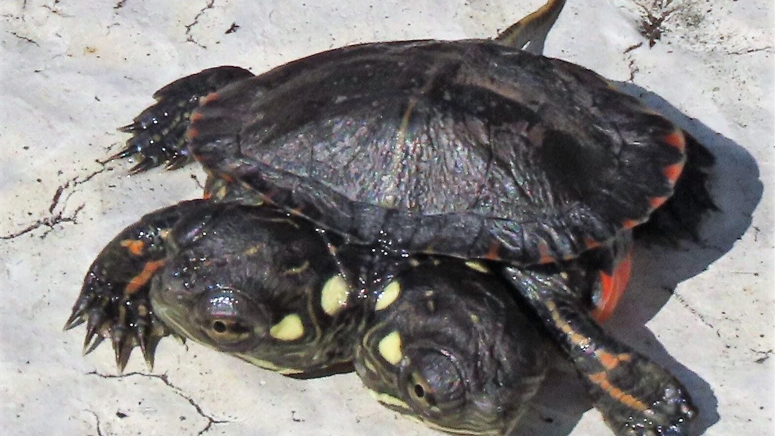 Click to enlarge Jake, left and Elwood both have fully formed and completely functional heads and facial features and are able to eat, see, hear, and move their heads on their own.