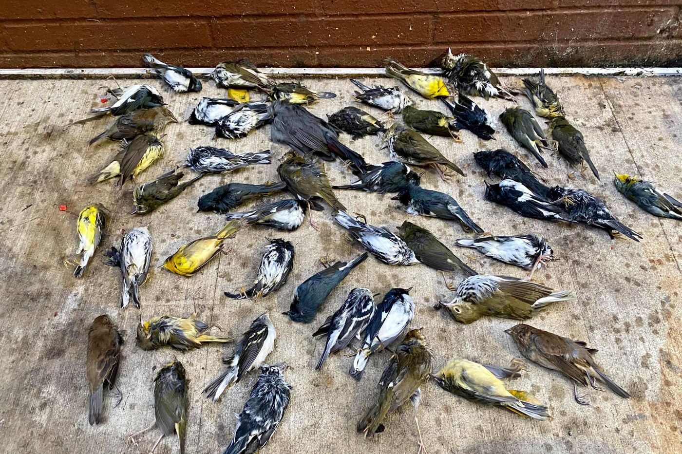 Click to enlarge Some of the 400 birds Stephen Maciejewski collected in Center City Philadelphia Oct. 2,