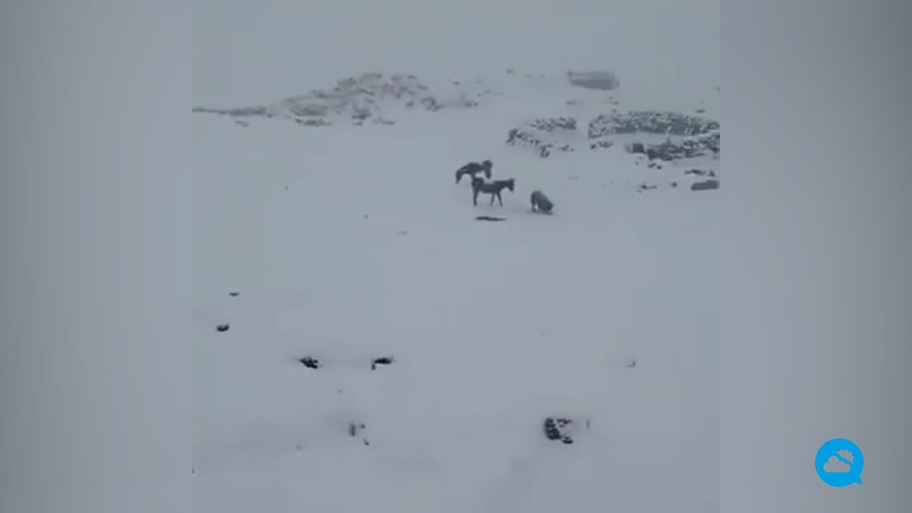 SNOW