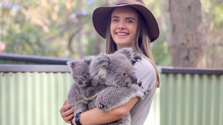 Click to enlarge koalas