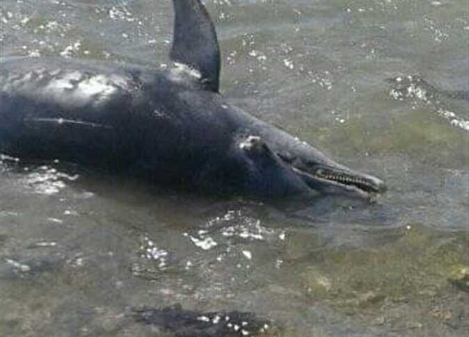 Click to enlarge dolphin