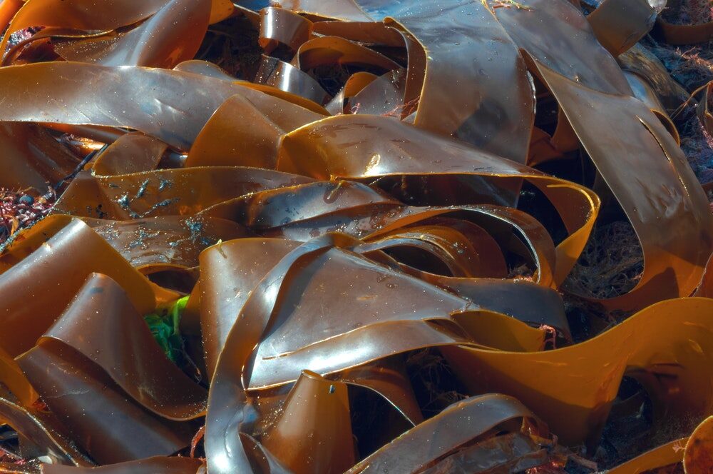 Click to enlarge Brown Seaweed