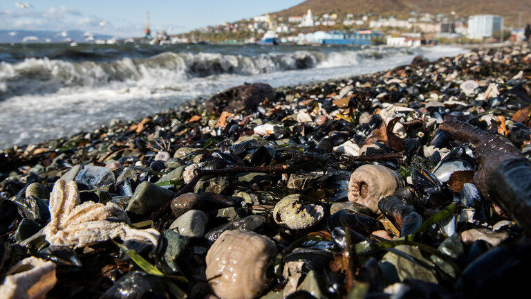 Click to enlarge Kamchatka marine life