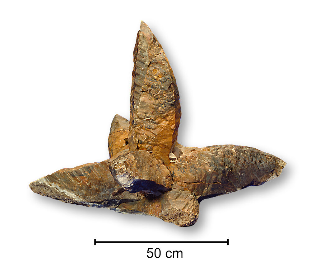 Click to enlarge Photo of a glendonite