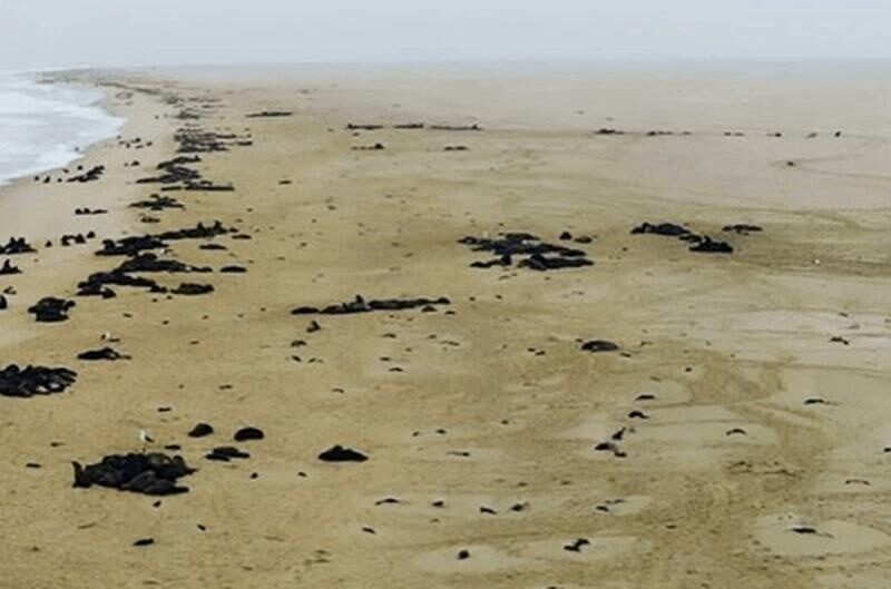 Click to enlarge Dead seal pups on beach