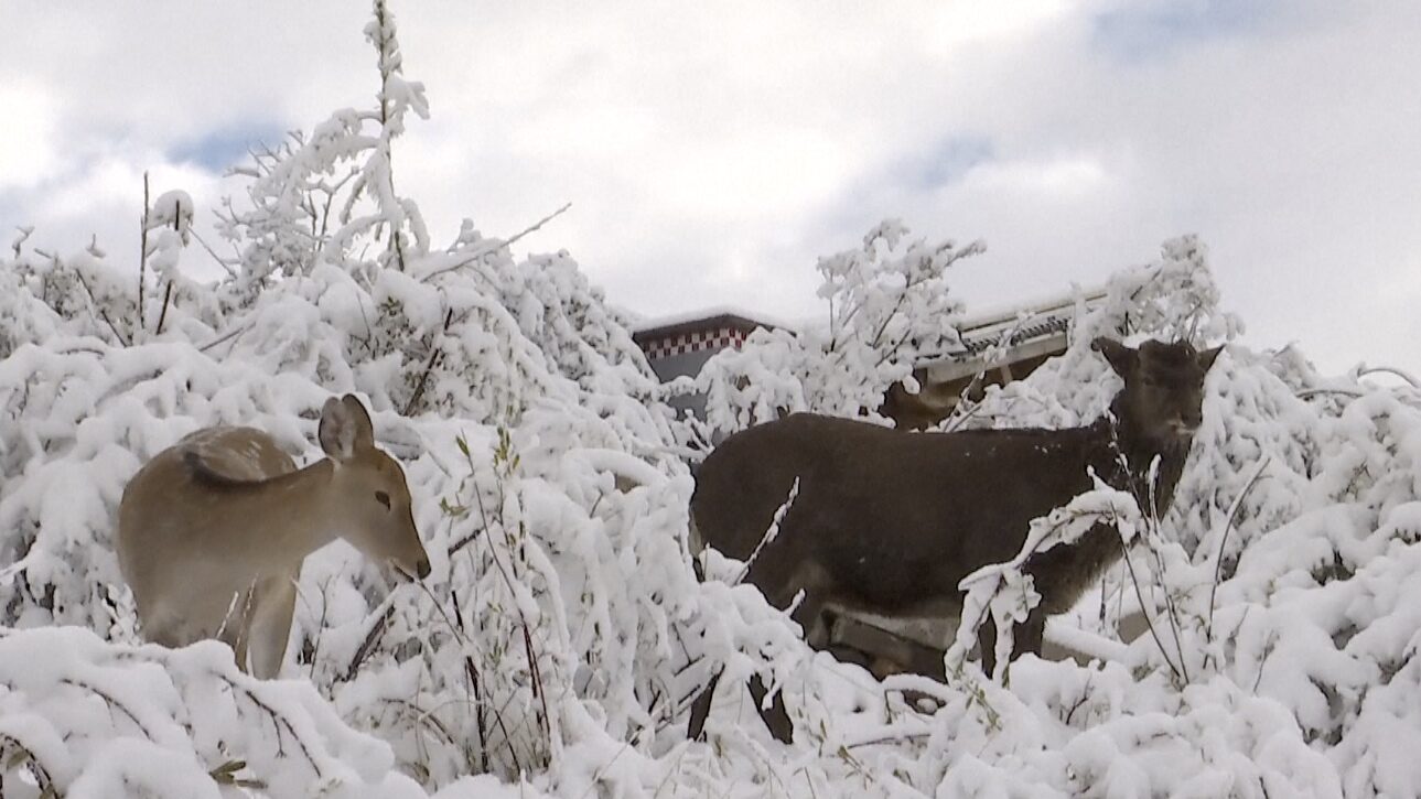 Click to enlarge deer in snow