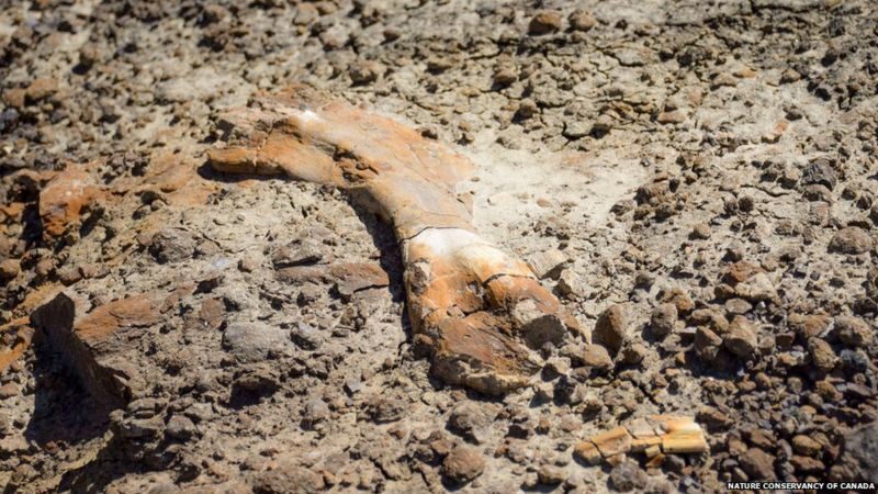 rare fossil hadrasaur canada