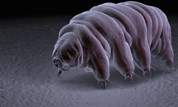 tardigrade